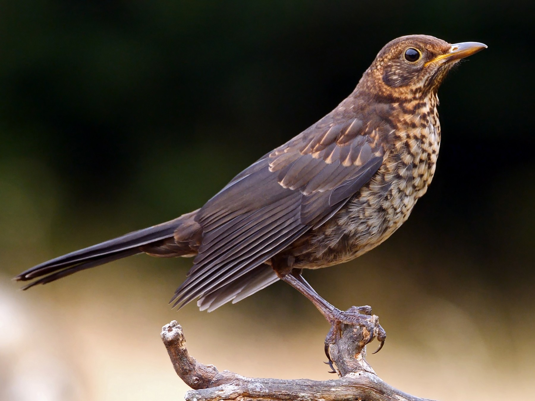 Eurasian Blackbird - Josep del Hoyo