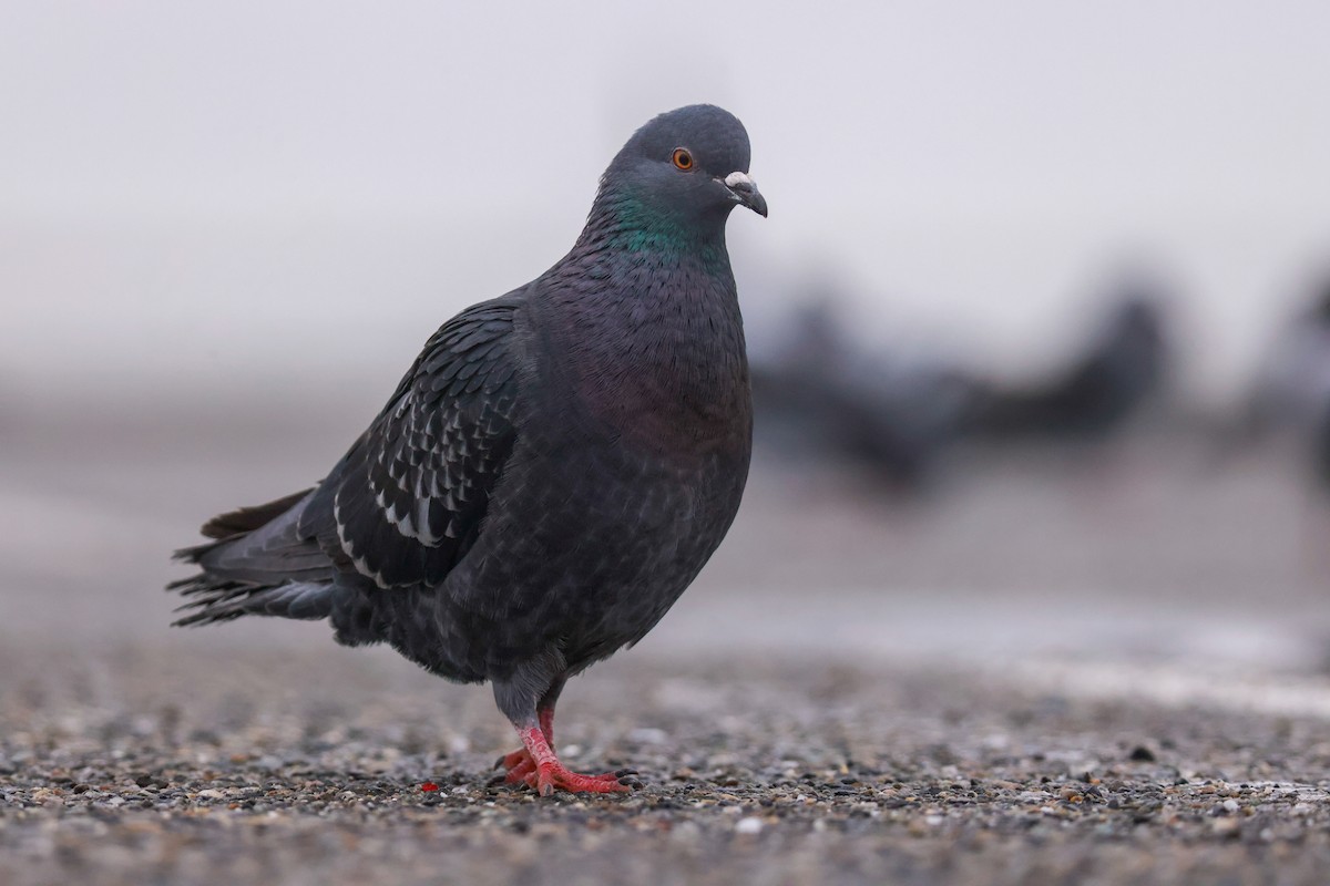 Rock Pigeon (Feral Pigeon) - ML611944690