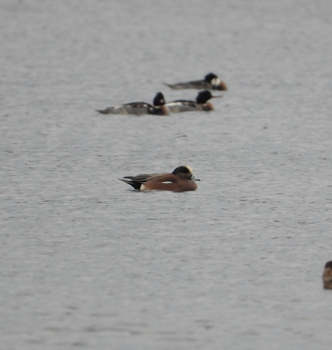eBird Checklist 6 Dec 2023 Dune Harbor Park 28 species (+1 other