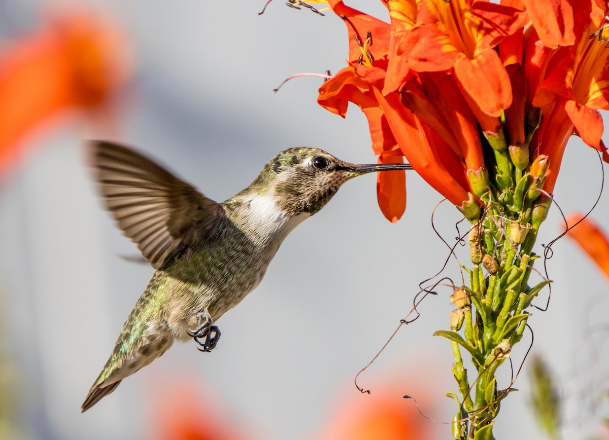 Costa's Hummingbird - ML611945472