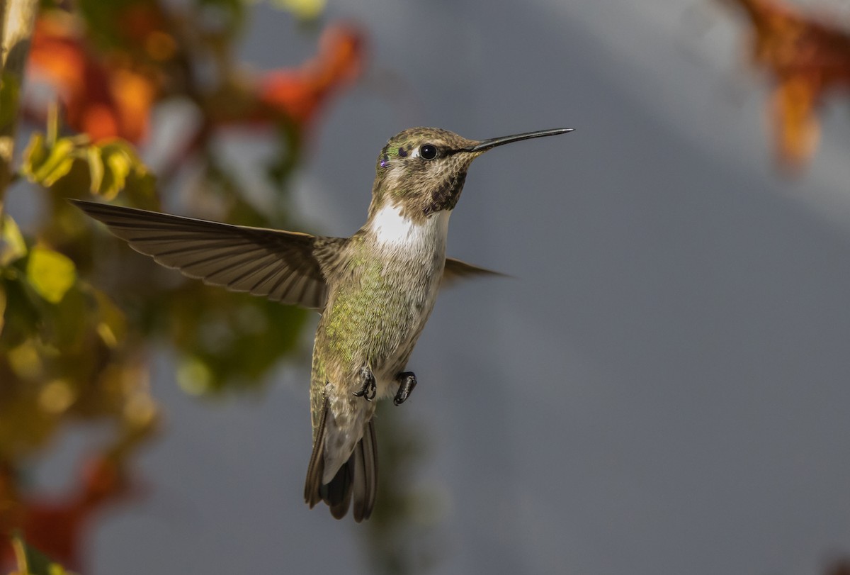 Costa's Hummingbird - ML611945473