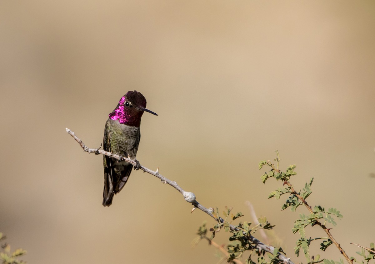 Anna's Hummingbird - ML611945481