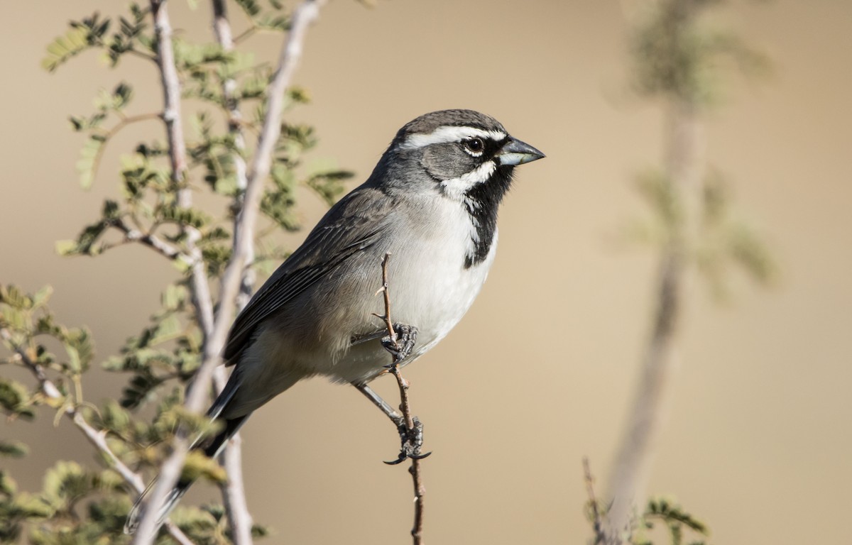 Black-throated Sparrow - ML611945568