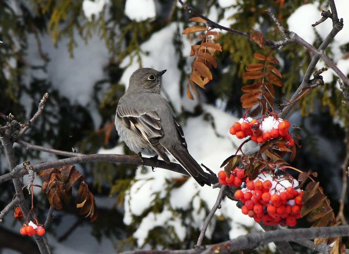 Townsend's Solitaire - ML611945597