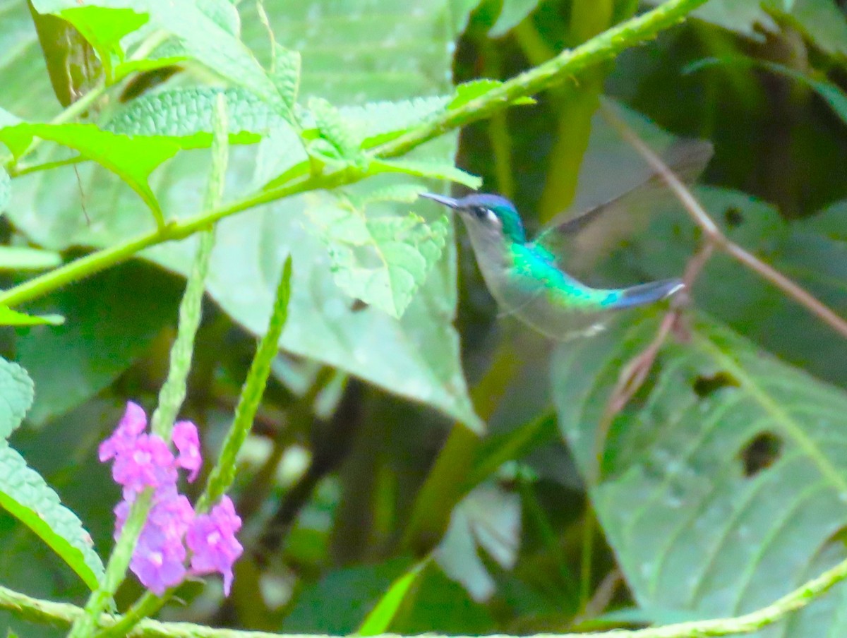 Violet-headed Hummingbird - Elizabeth Lyons