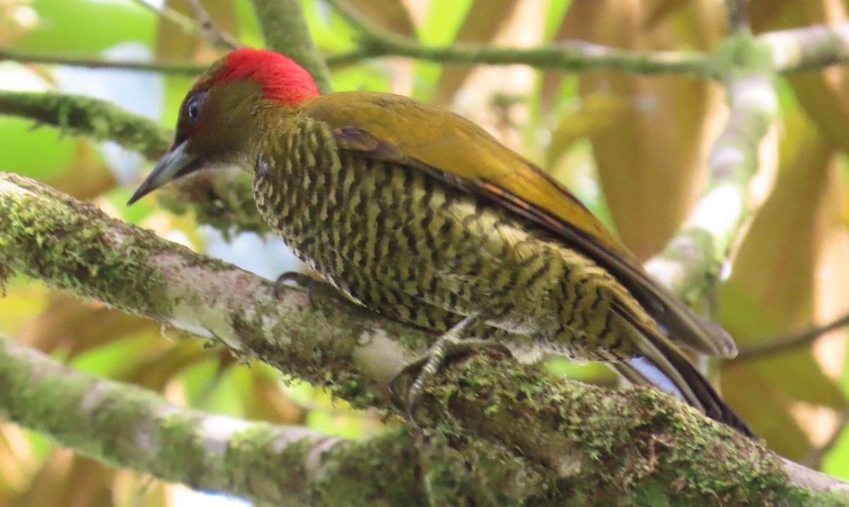 Rufous-winged Woodpecker - Elizabeth Lyons
