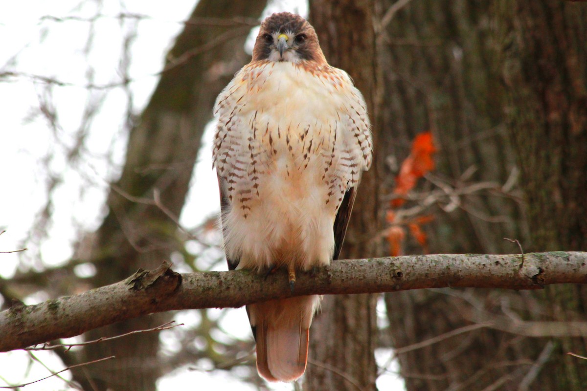 Red-tailed Hawk - ML611945806