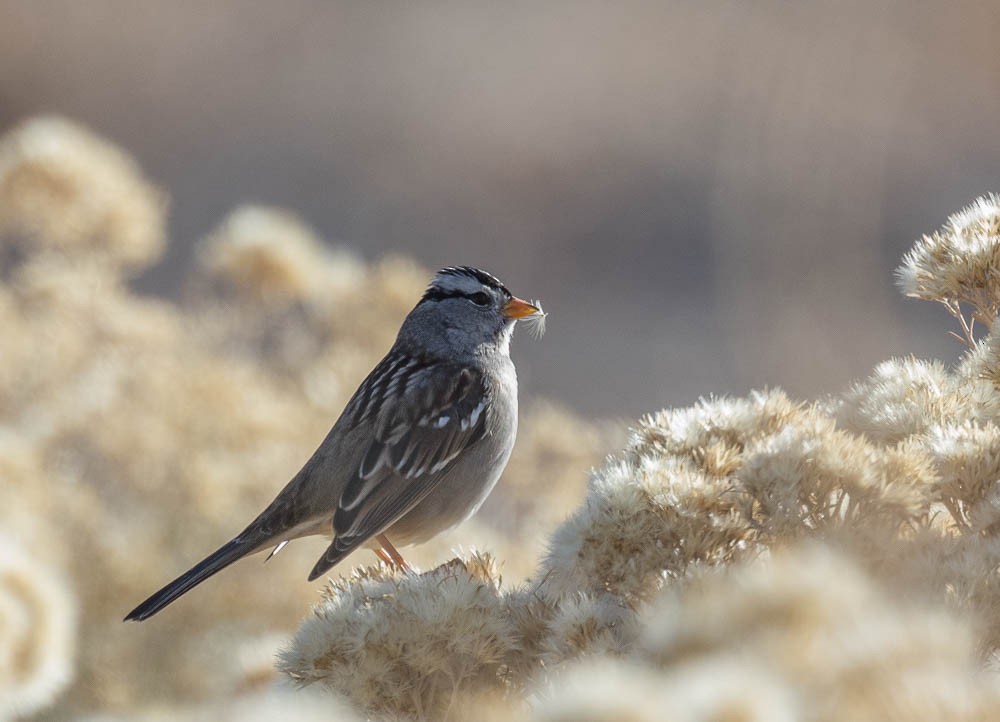 White-crowned Sparrow - ML611945856
