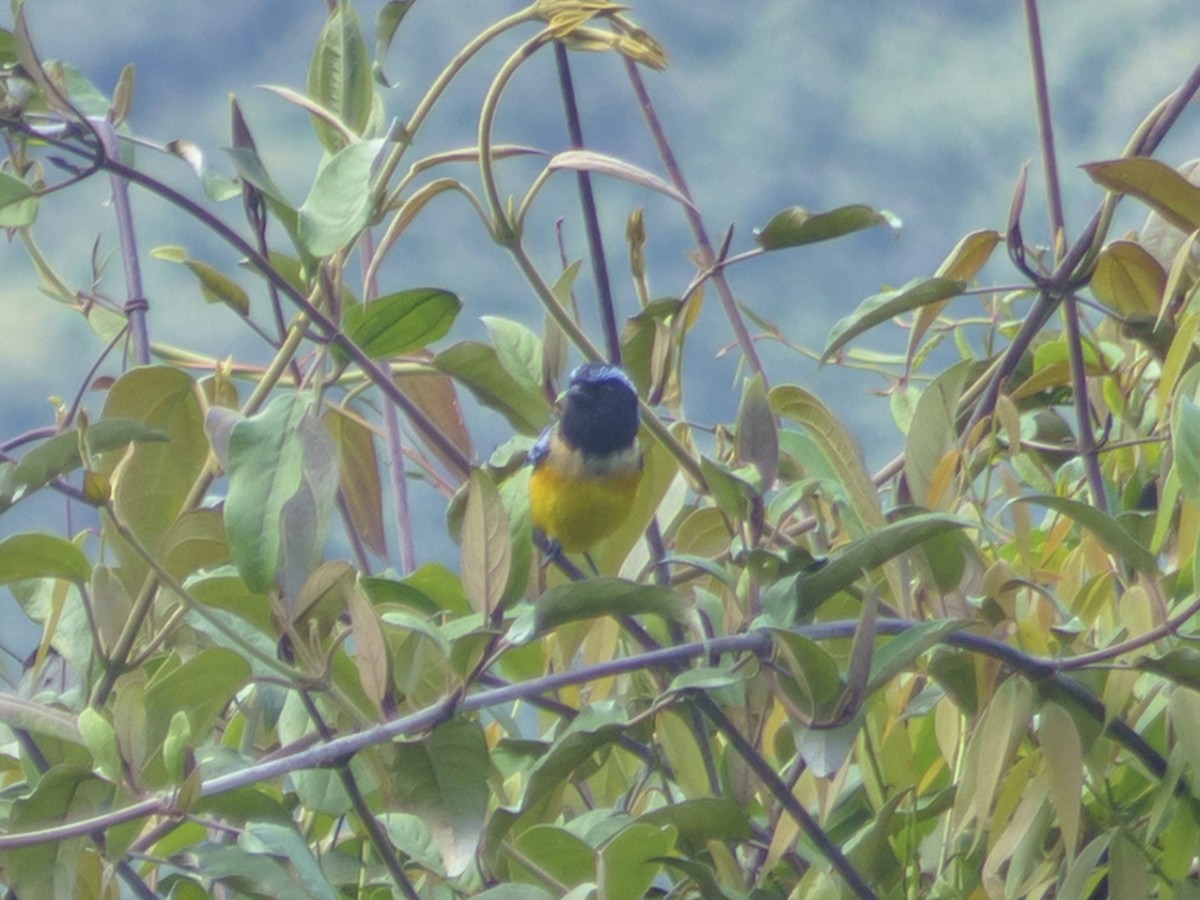 Buff-breasted Mountain Tanager (Buff-breasted) - ML611946185
