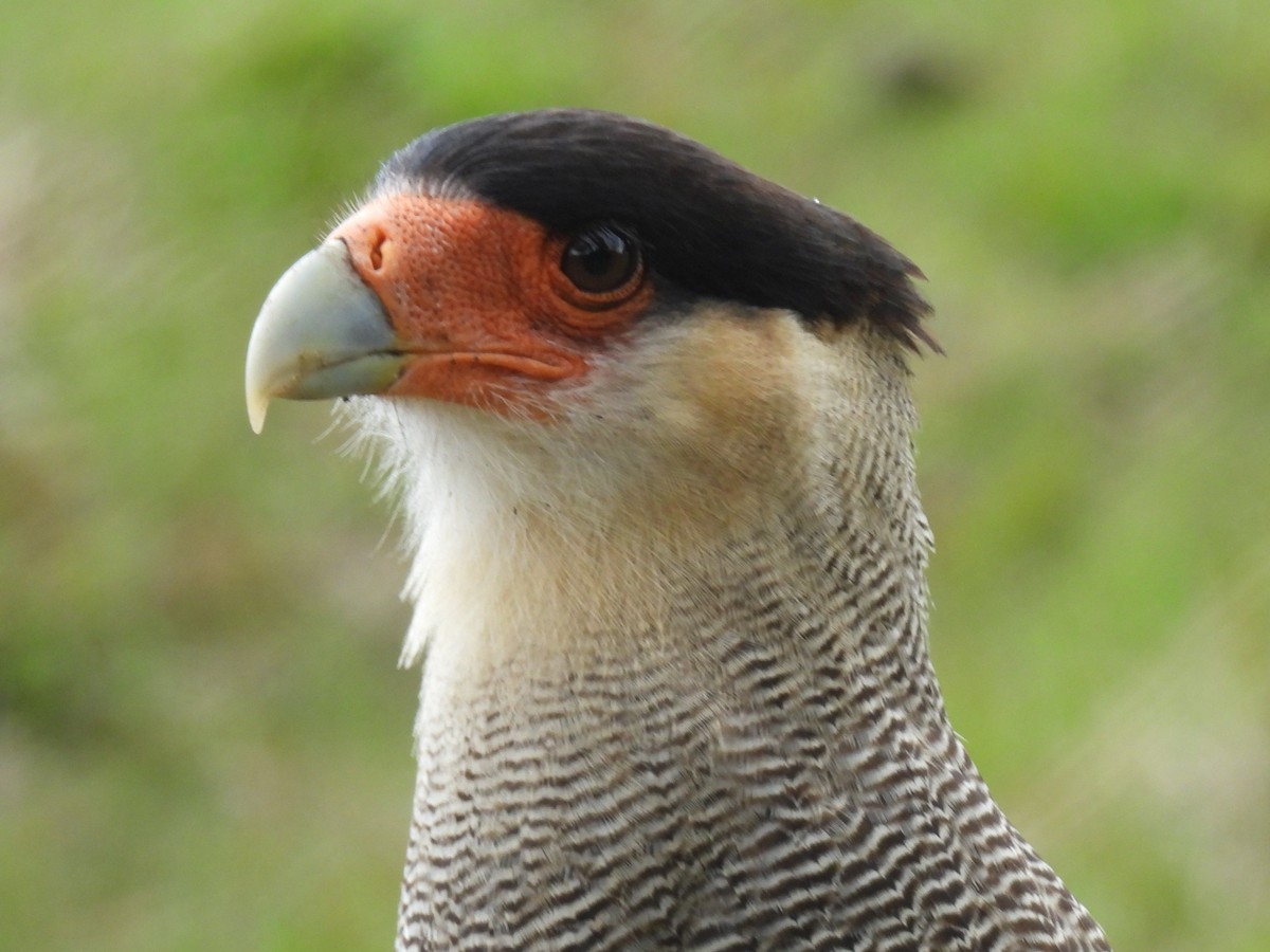 Crested Caracara (Southern) - ML611946307