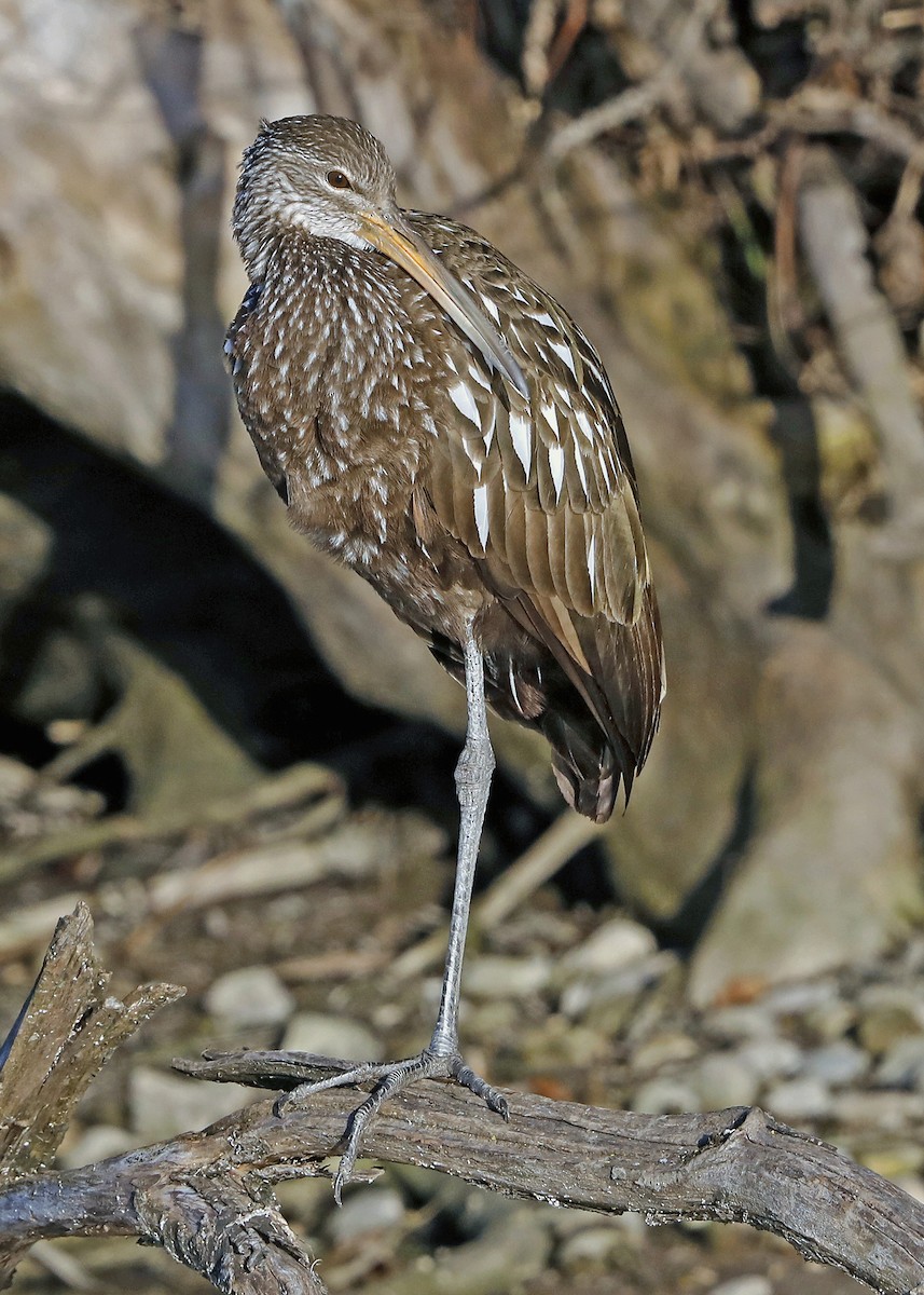 Limpkin - Sparrow Claw