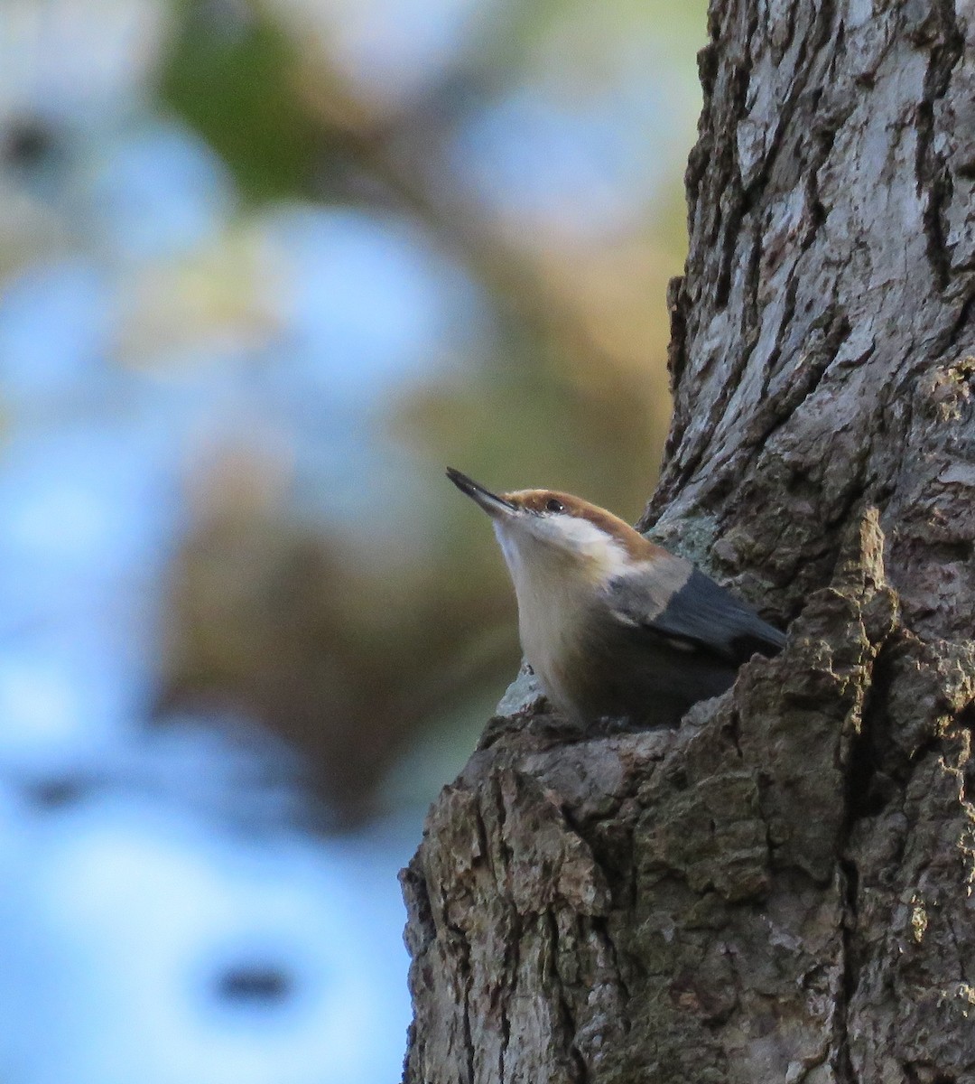 Brown-headed Nuthatch - ML611946797
