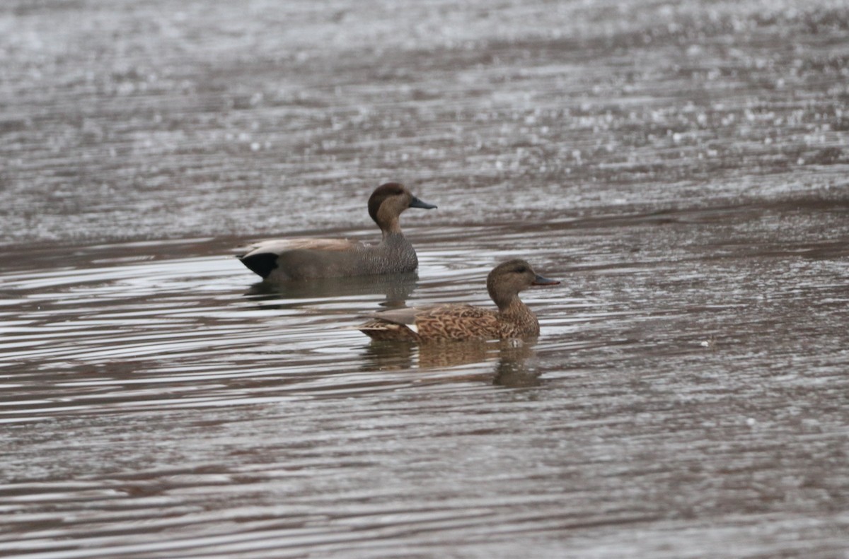 eBird Checklist 6 Dec 2023 Kensington Metroparkgeneral (Oakland