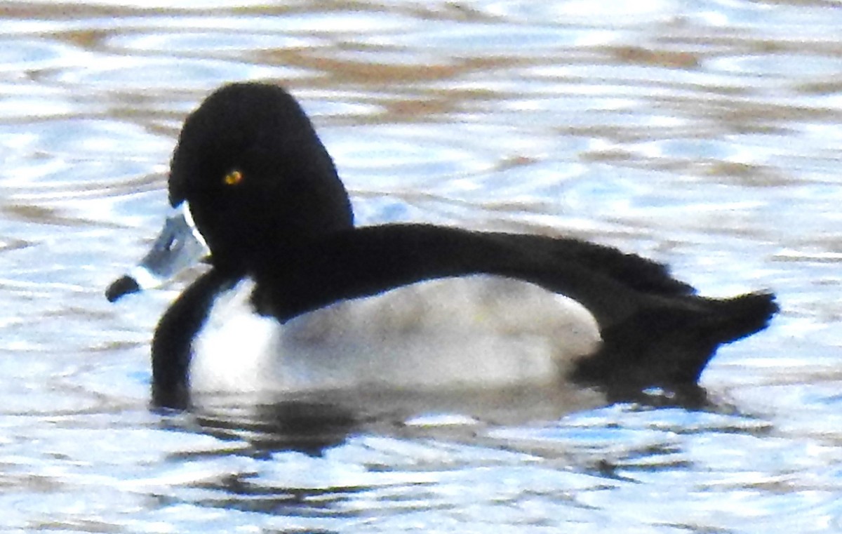 Ring-necked Duck - ML611947410