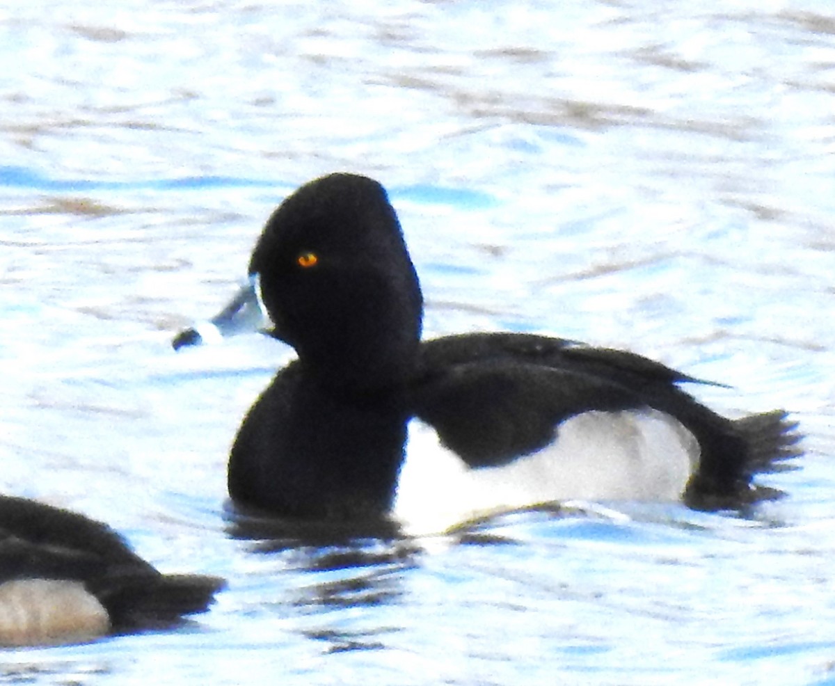 Ring-necked Duck - ML611947411