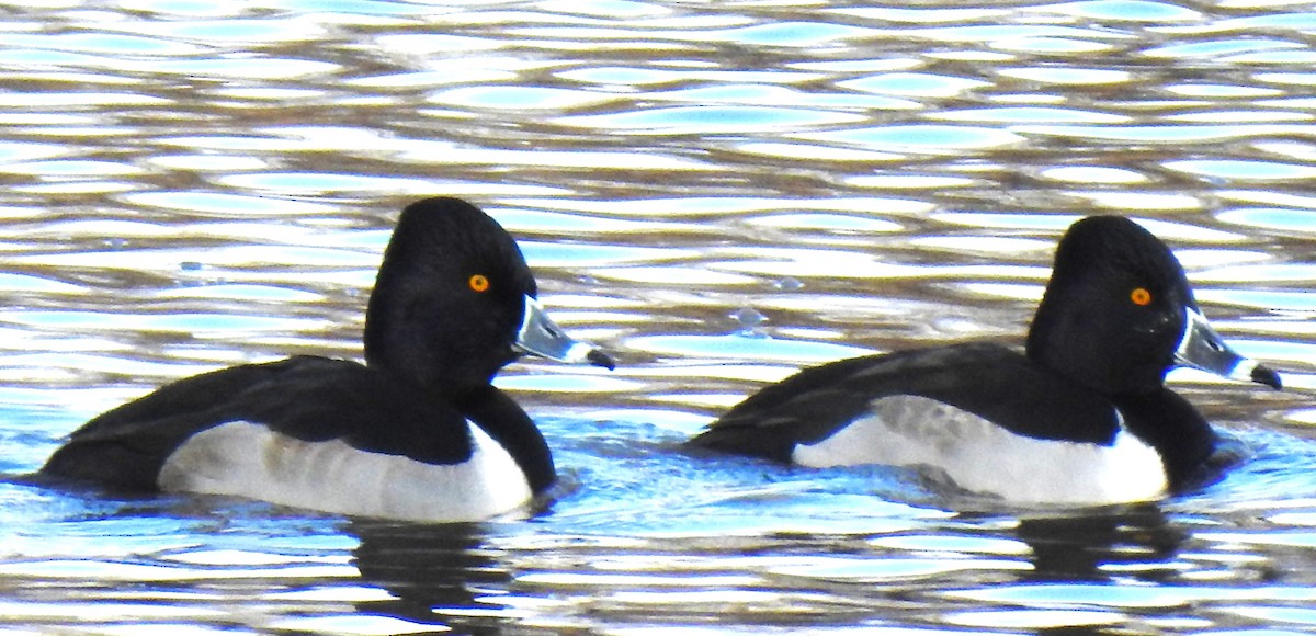 Ring-necked Duck - ML611947412