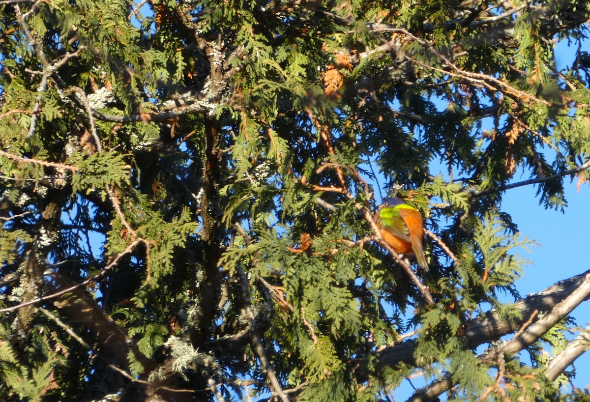 Painted Bunting - ML611947477