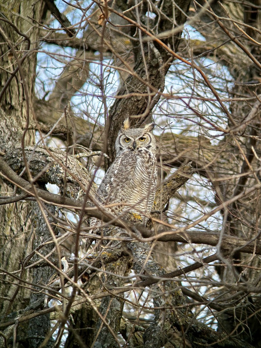 Great Horned Owl - ML611947938