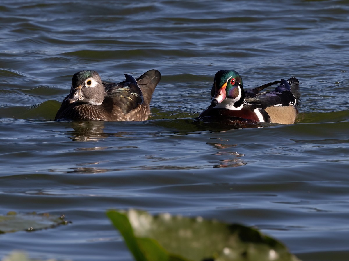 eBird Checklist 6 Dec 2023 Lake Morton 27 species