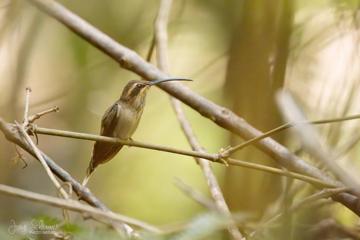 Гвианский колибри-отшельник - ML611948093