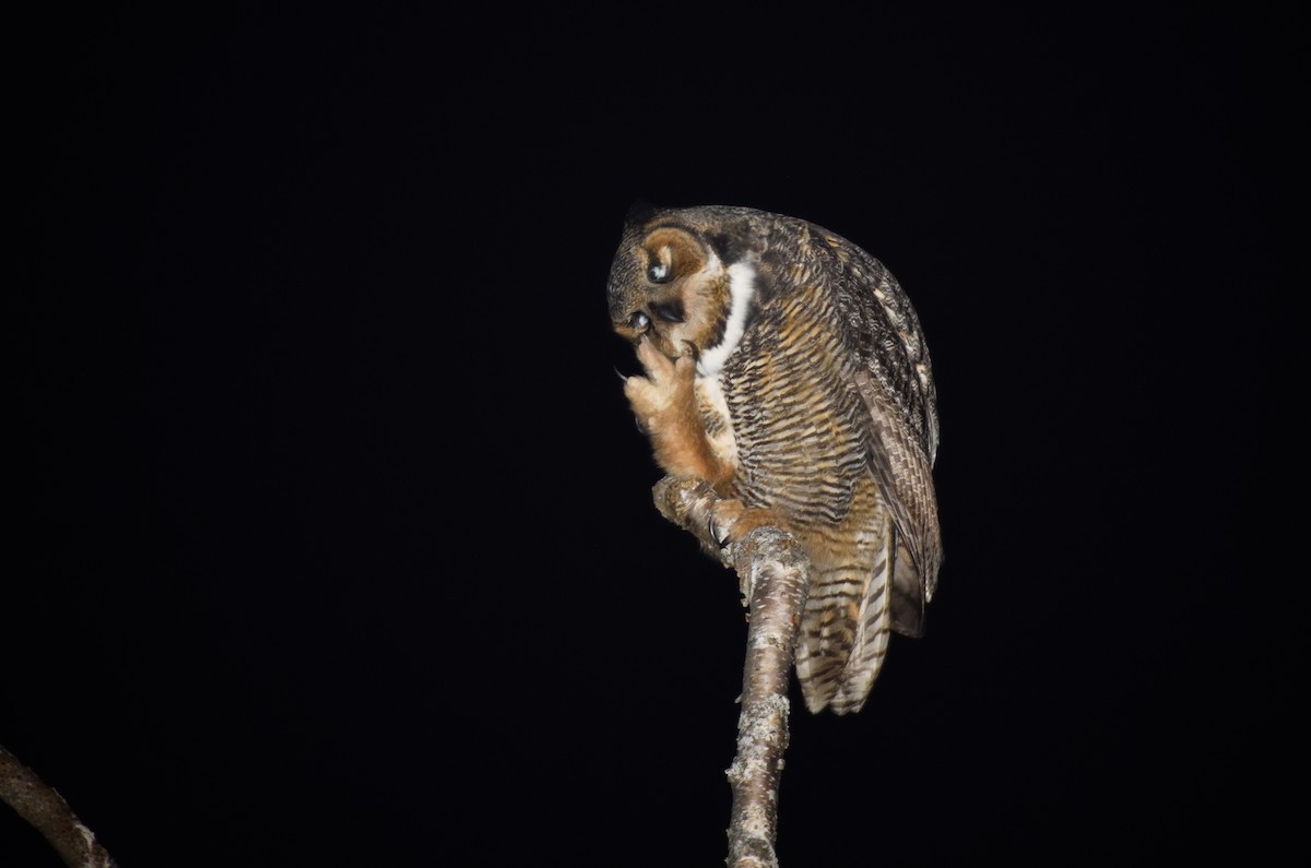 Great Horned Owl - ML611948200