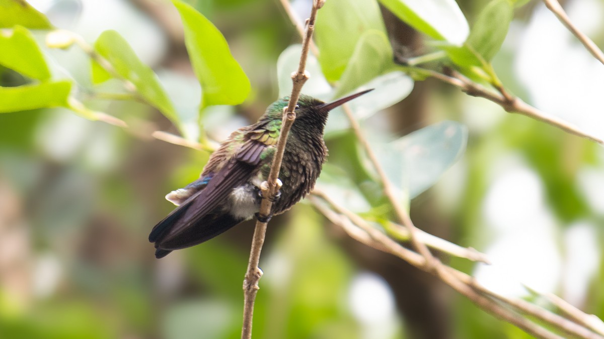 Blue-vented Hummingbird - Ariel Mata