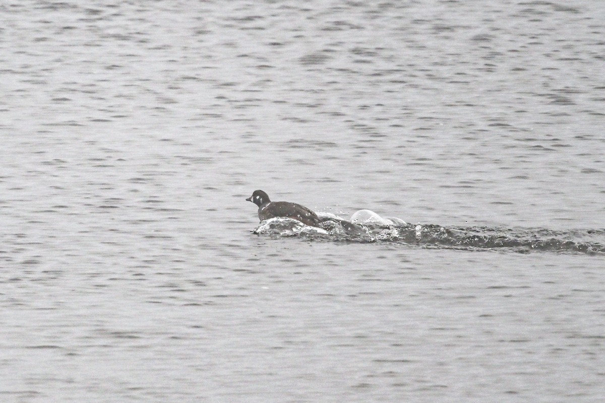 Harlequin Duck - ML611948304