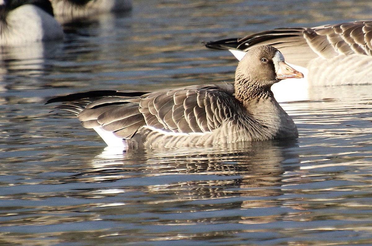 Greater White-fronted Goose - ML611949204