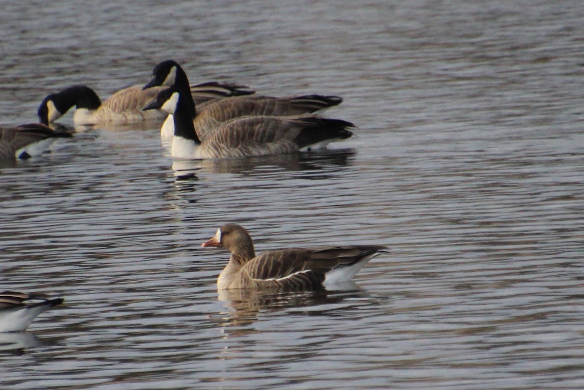 Greater White-fronted Goose - ML611949219