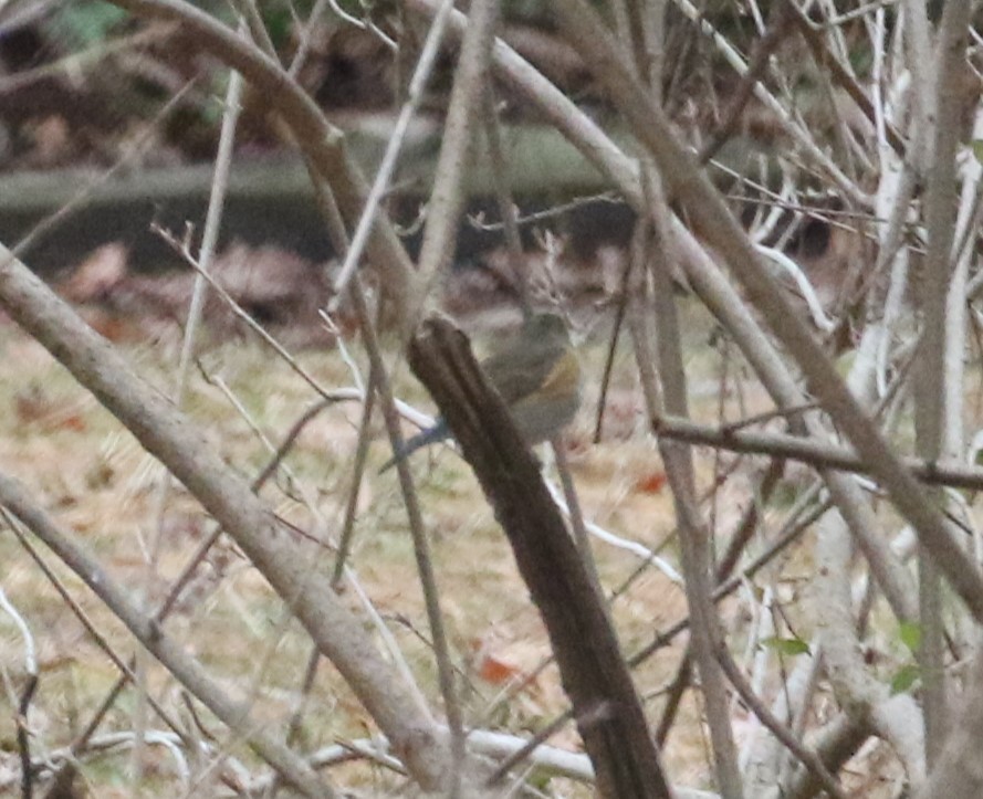 eBird Checklist 6 Dec 2023 Birchwood Dr Whiting NJ 1 species