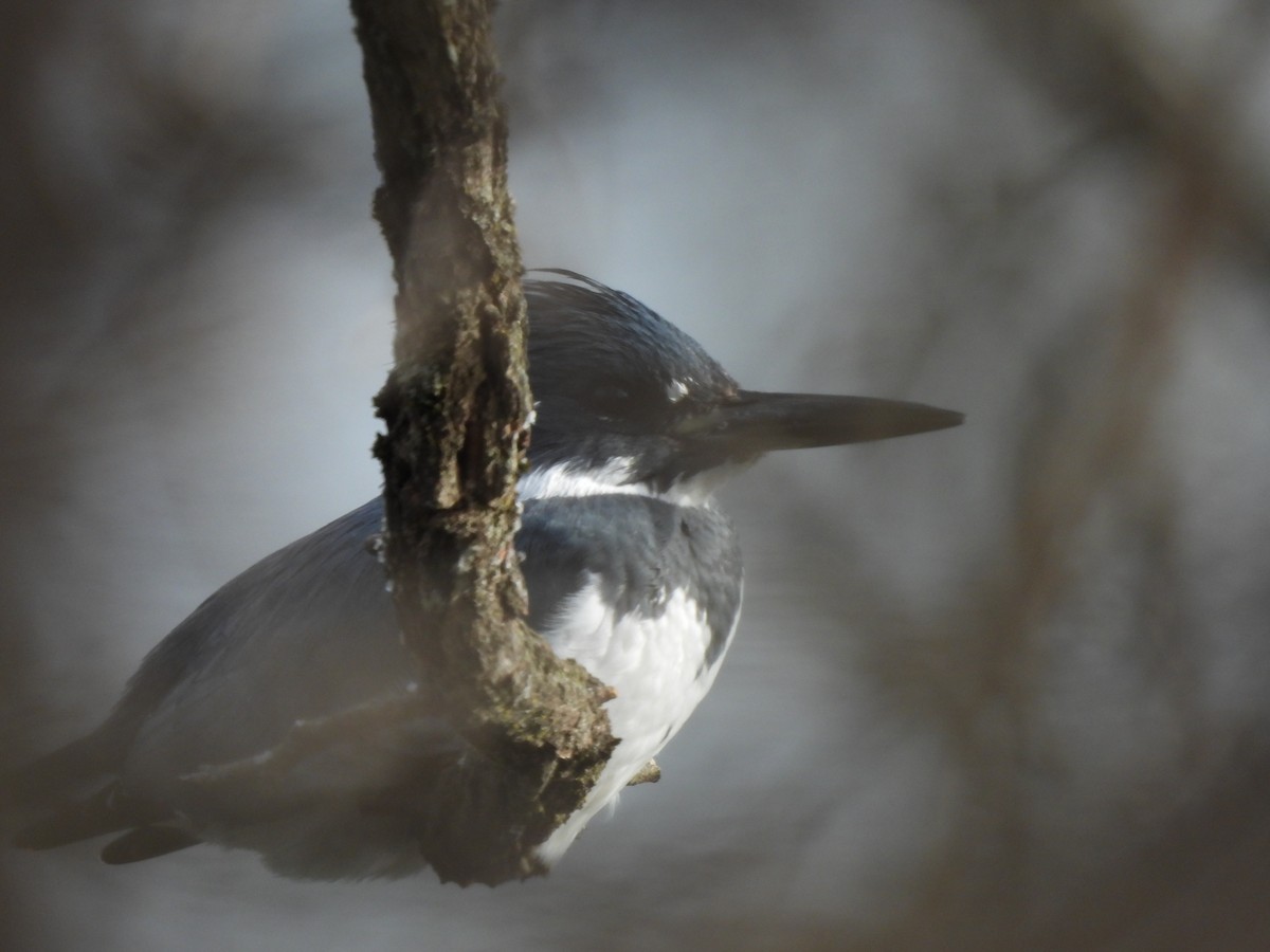 Belted Kingfisher - ML611949918