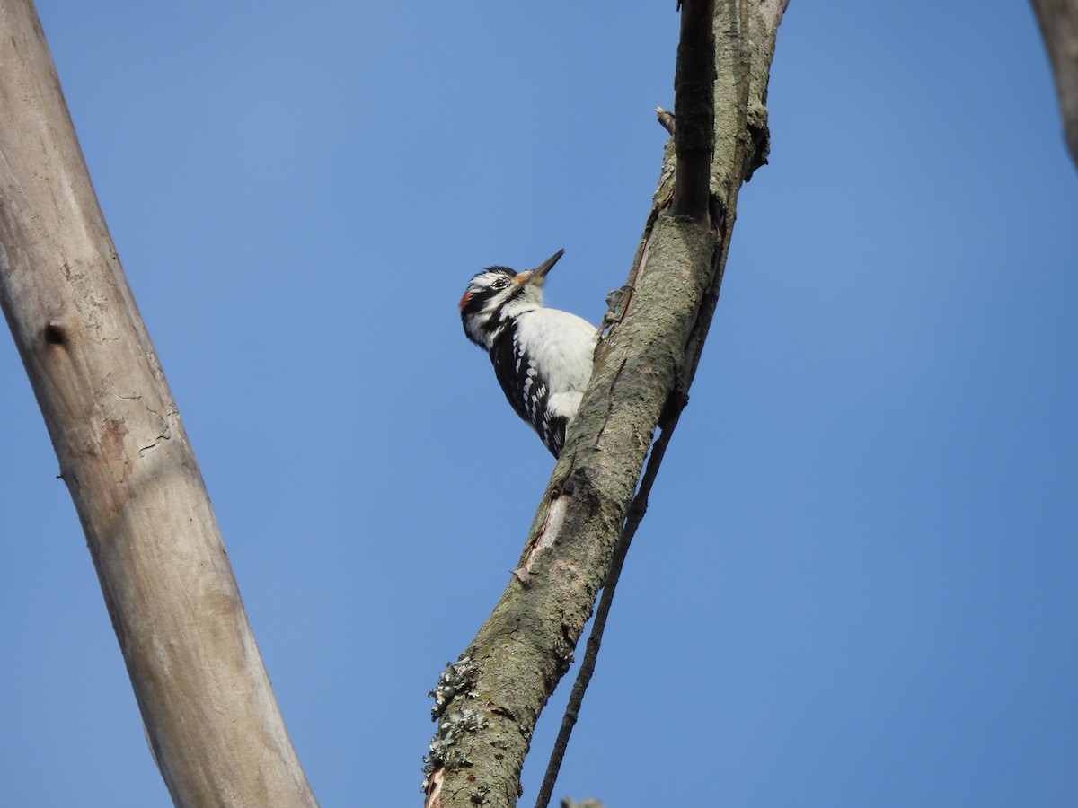 Hairy Woodpecker - ML611949930