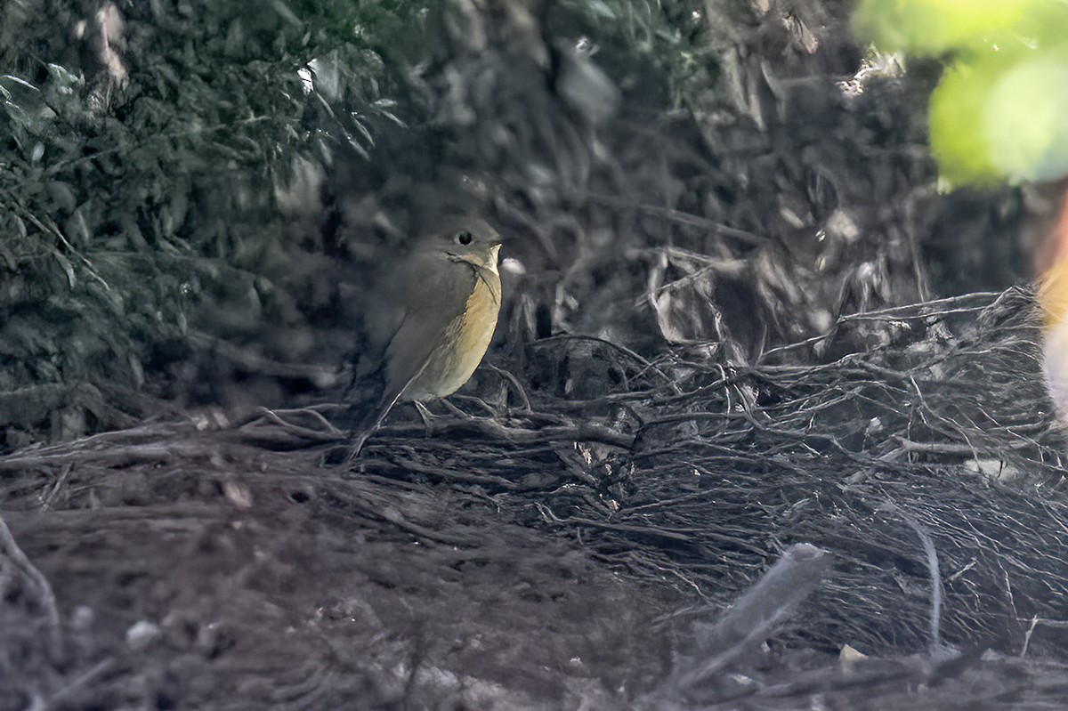 Red-flanked Bluetail - ML611949980