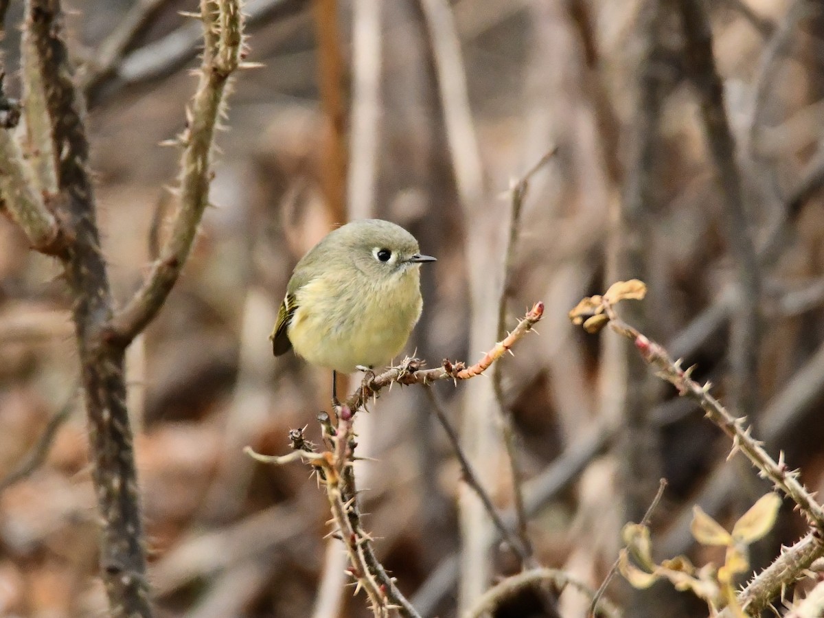 New Hampshire eBird Checklist 6 Dec 2023 Bicentennial Park, Hampton