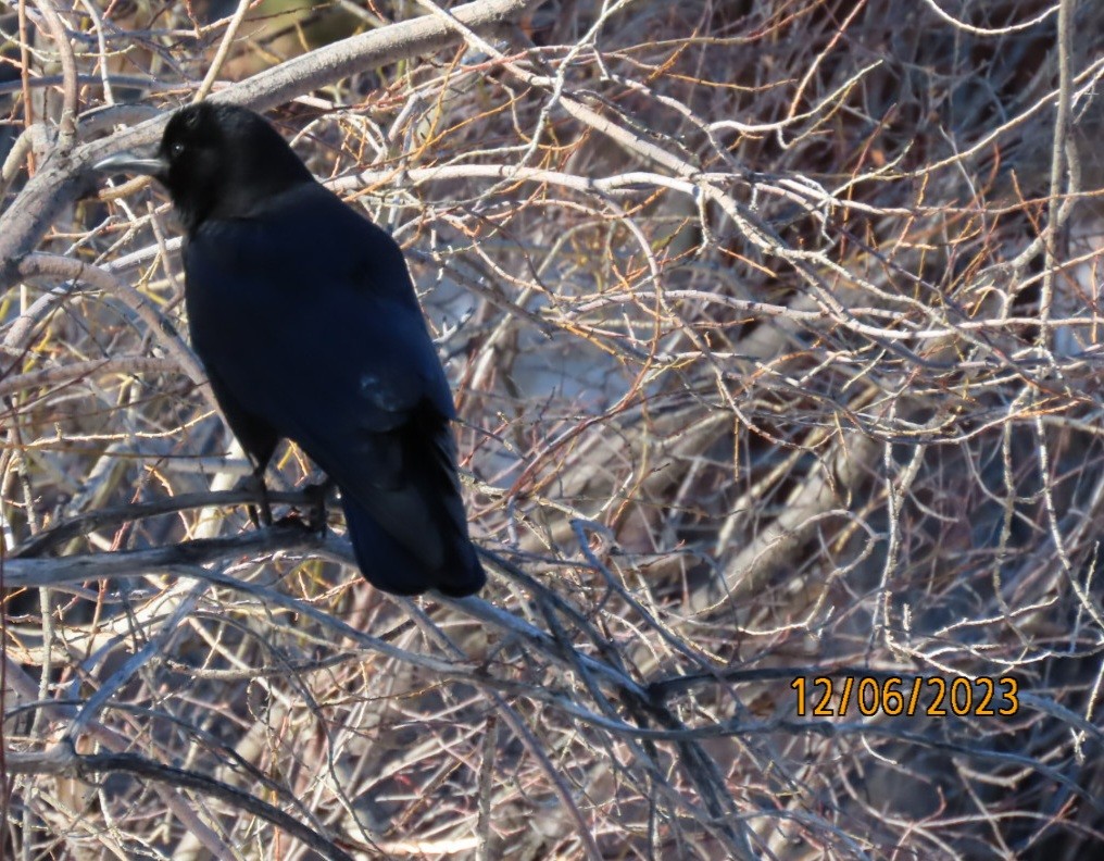 American Crow - ML611950263