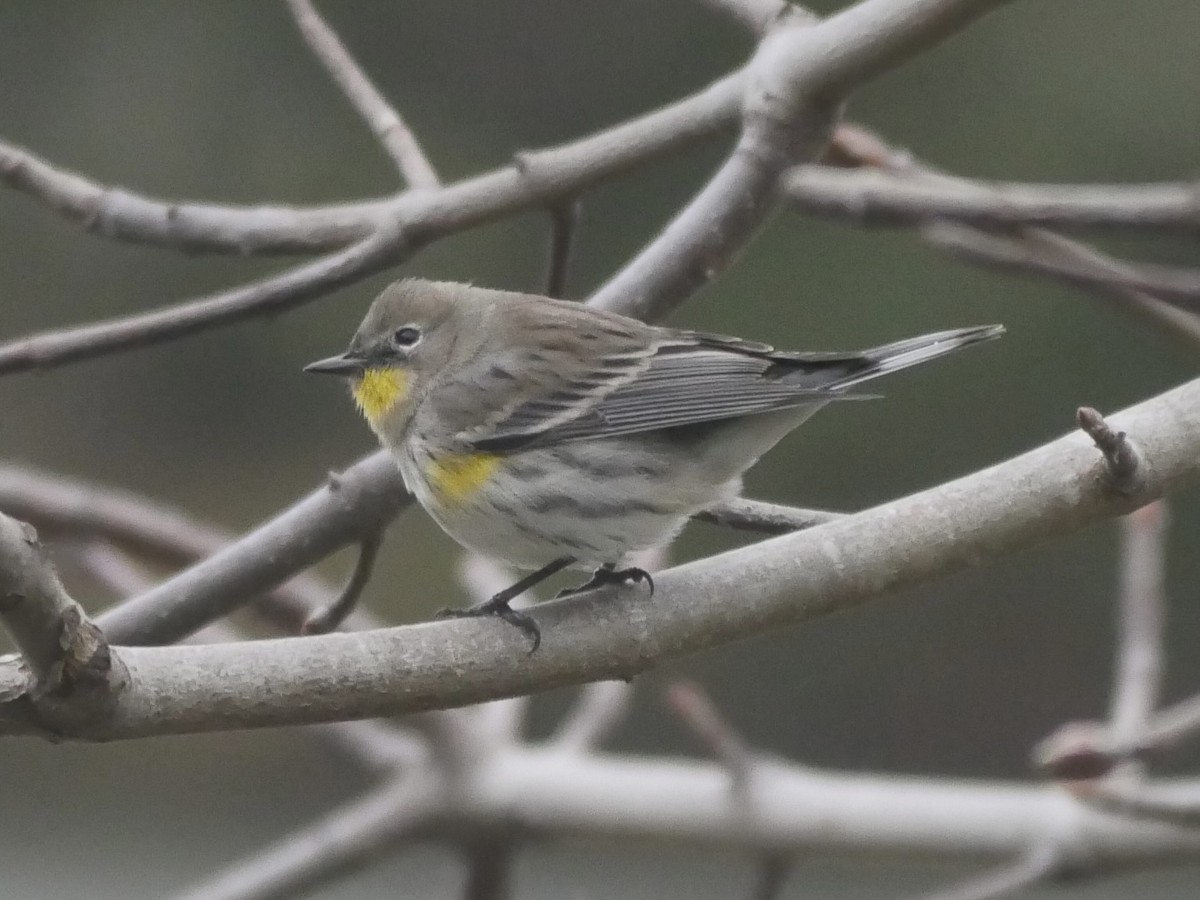 Yellow-rumped Warbler (Audubon's) - ML611950302