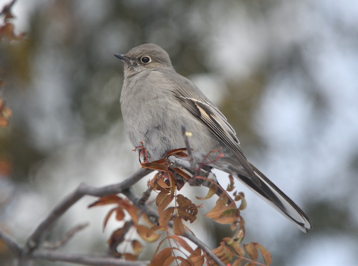 Townsend's Solitaire - ML611950539