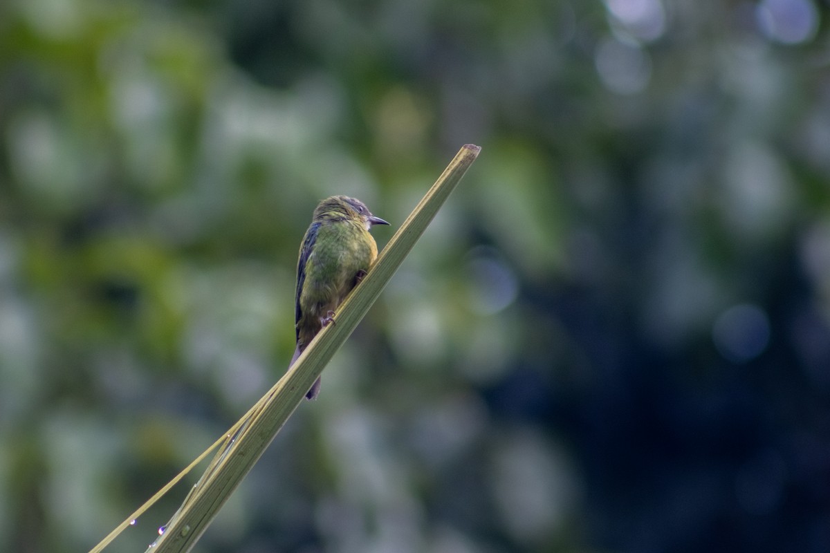 Blue Dacnis - ML611950800