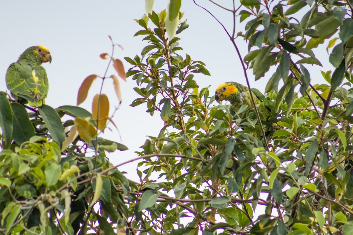 Yellow-faced Parrot - ML611950831