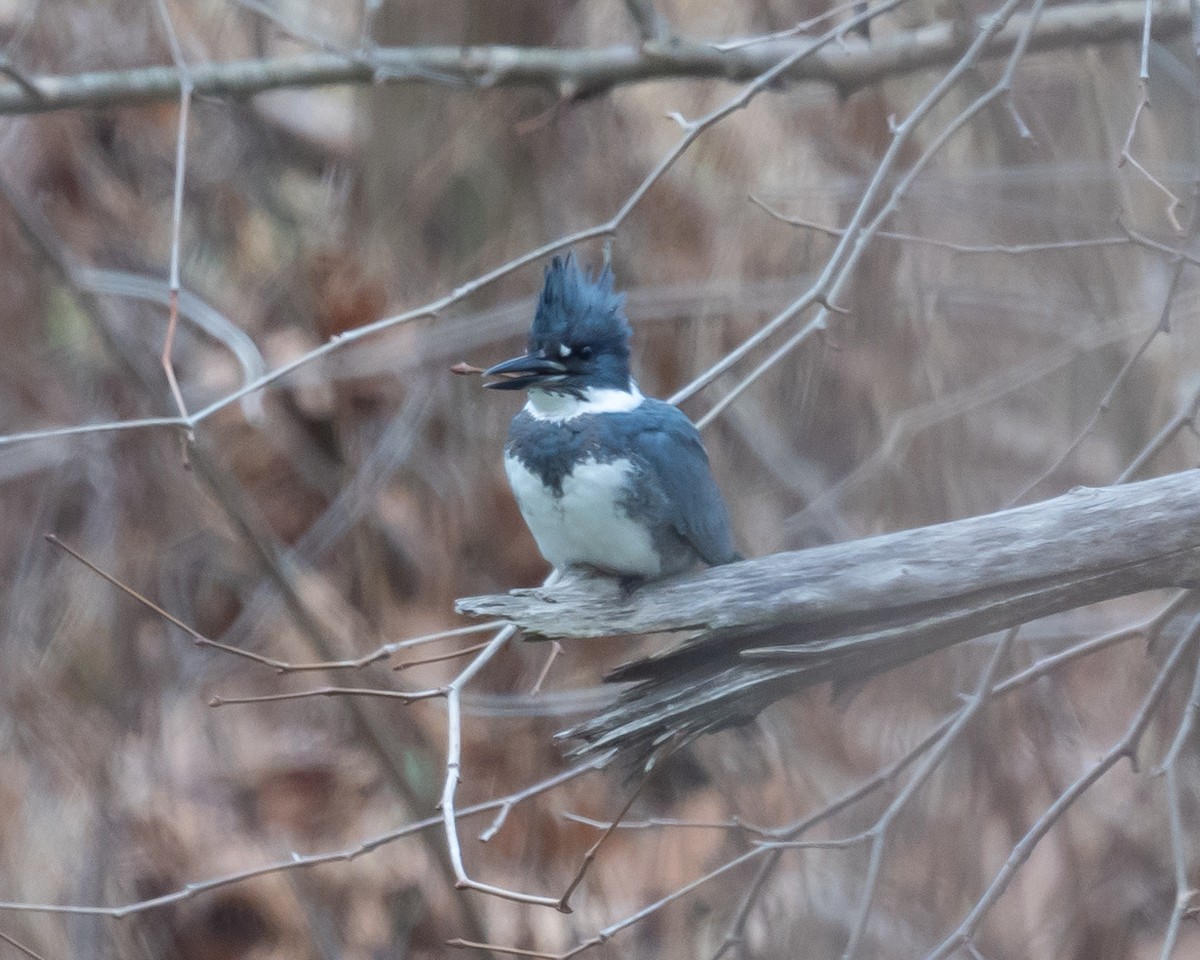 Belted Kingfisher - ML611950899