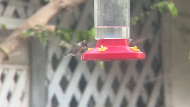 Black-chinned Hummingbird - ML611951046
