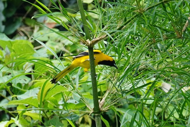Yellow-tailed Oriole - ML611951174