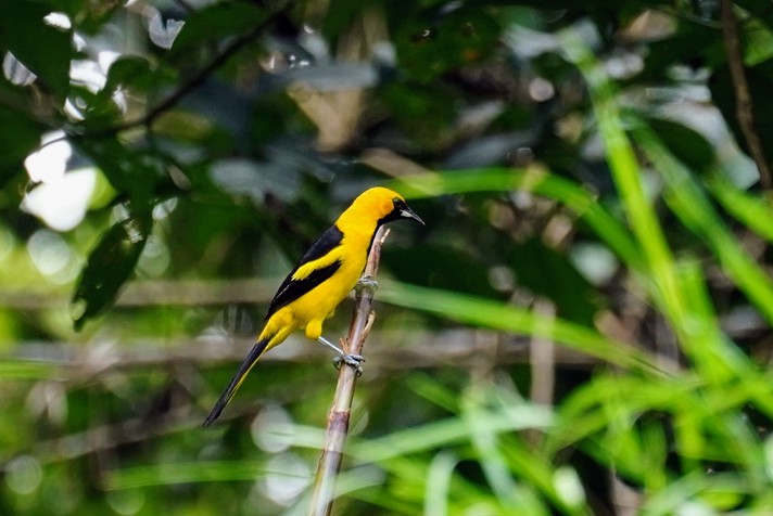 Yellow-tailed Oriole - ML611951175