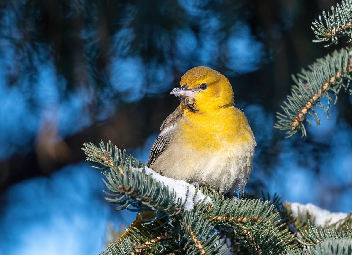 Bullock's Oriole - ML611951305