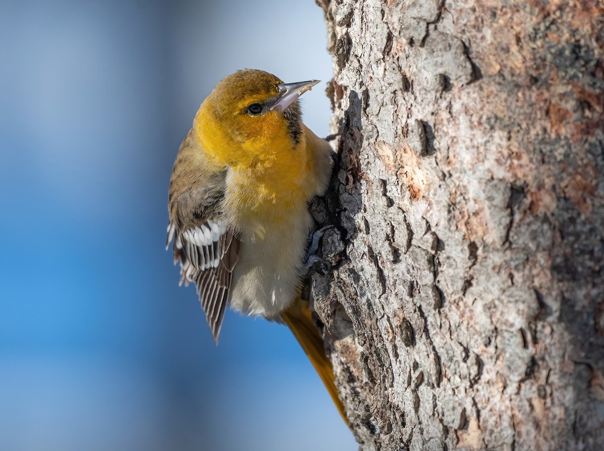 Bullock's Oriole - ML611951336