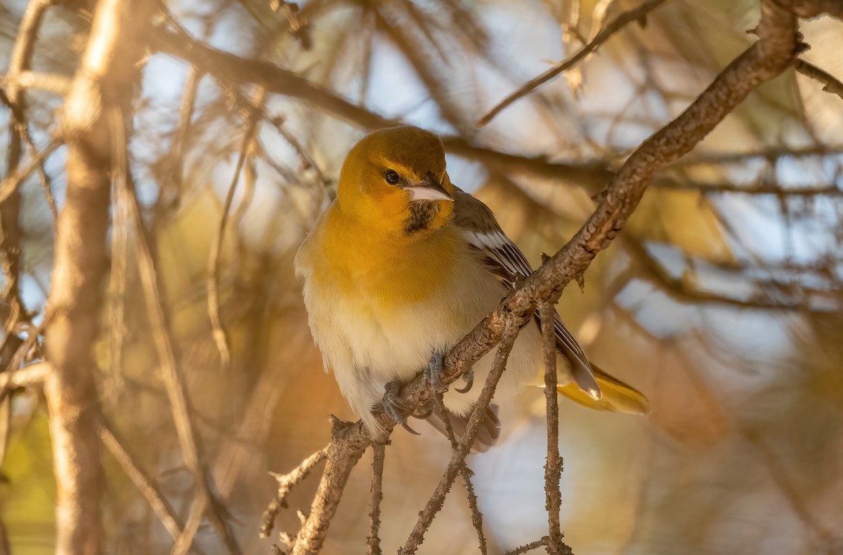 Bullock's Oriole - ML611951385