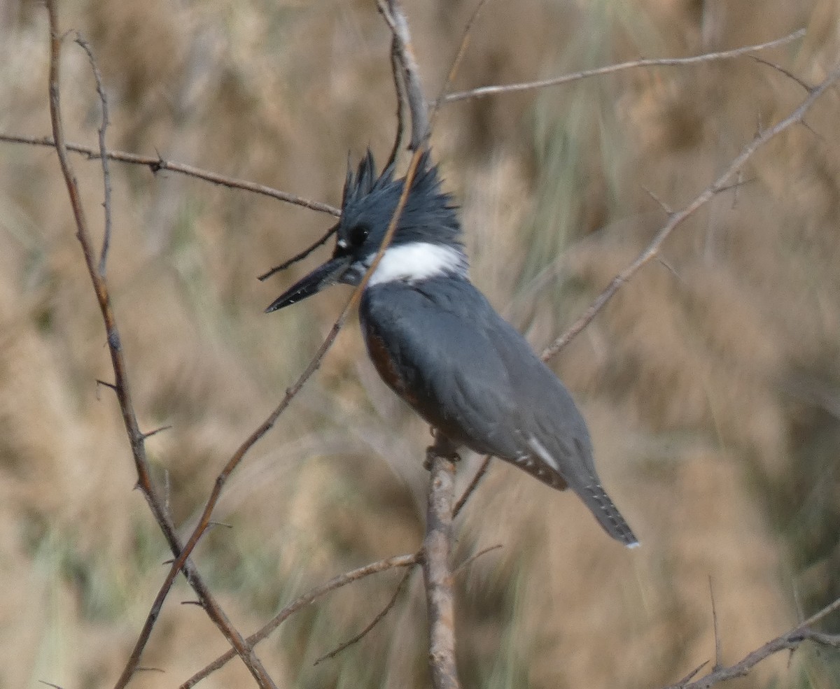 Belted Kingfisher - Ned Wallace & Janet Rogers