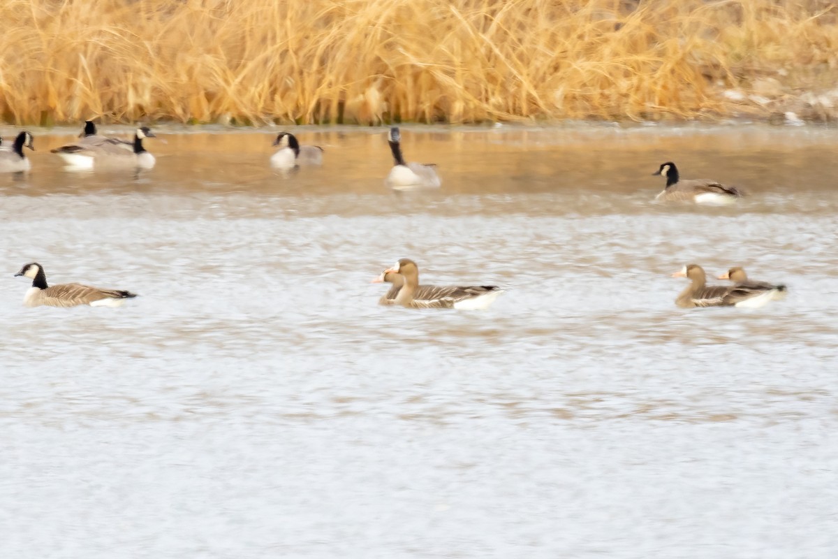 eBird Checklist - 6 Dec 2023 - Sands WPA--East Unit - 10 species