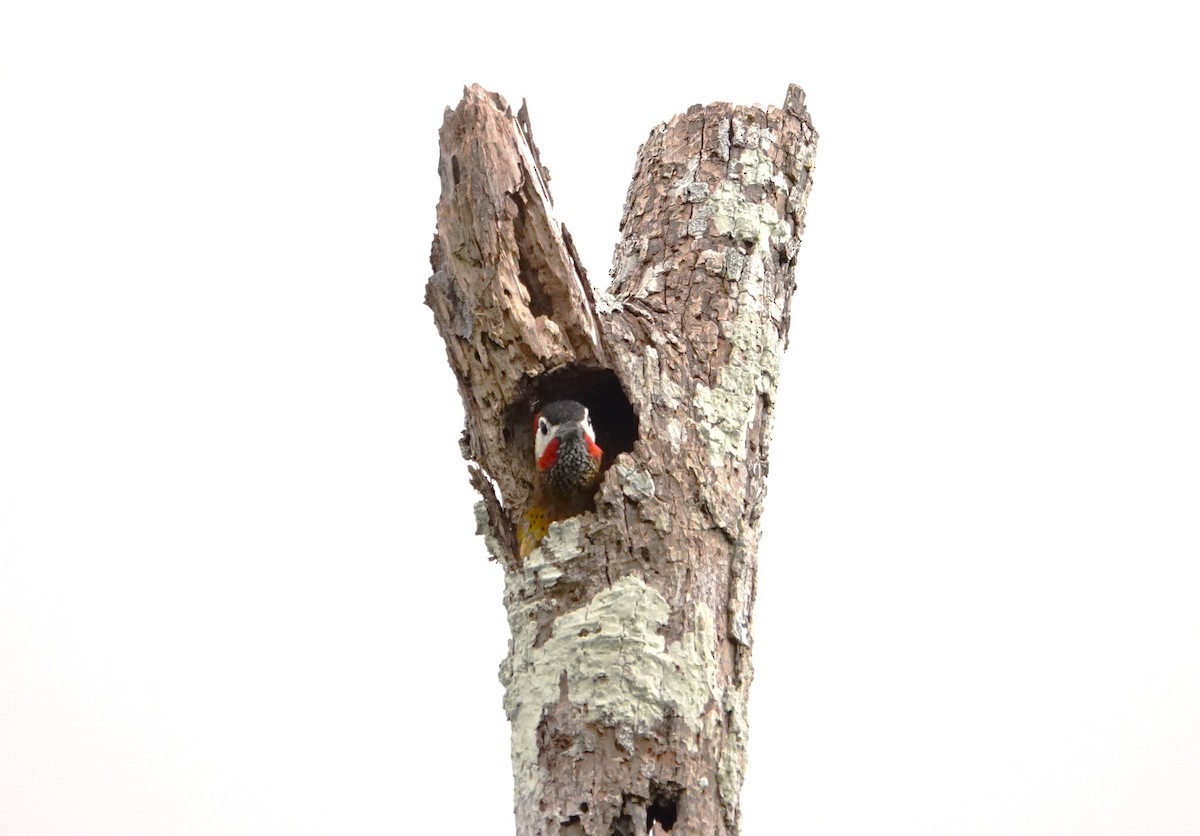 Spot-breasted Woodpecker - ML611951755