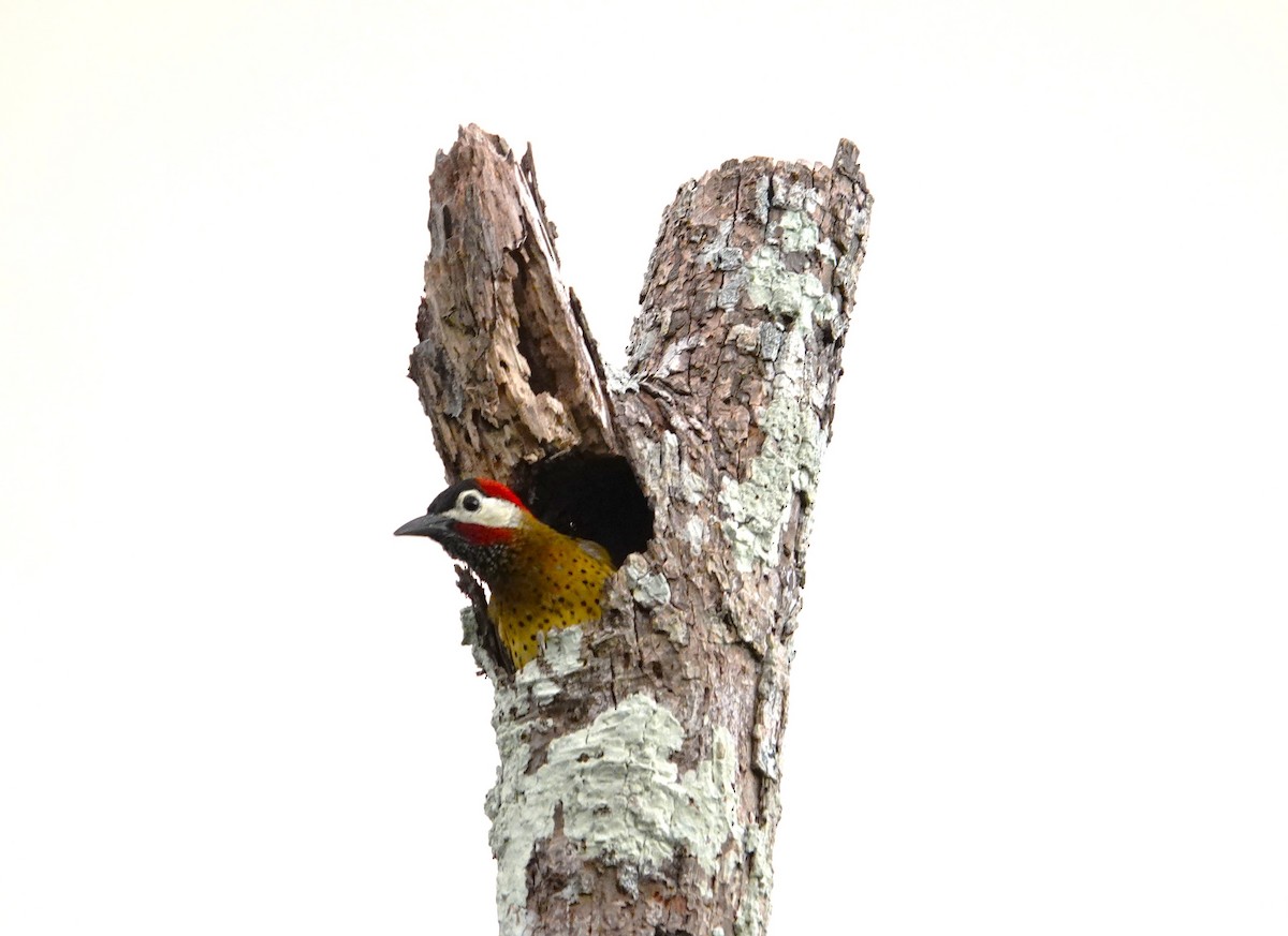 Spot-breasted Woodpecker - ML611951756